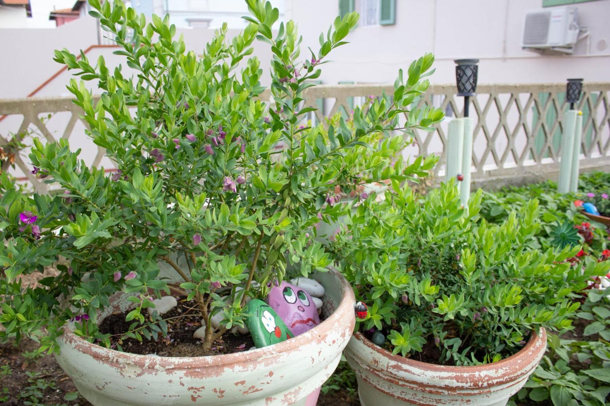 La Coccinella Apartamento Marina Di Pisa Exterior foto